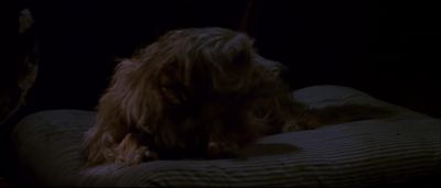 Hm Breeding is an ugly thing - A Boy and His Dog