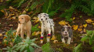 Hm. What is this strange thing? - Phantom Pups