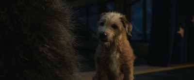 Hmm. Bob. Bob-o. Bobby-dog. - The One and Only Ivan