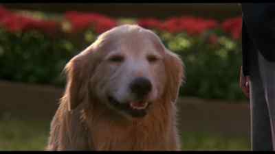 Hmm I really should give that pup a talking to - Homeward Bound: The Incredible Journey
