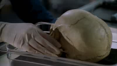 HODGINS: Dr. - Bones