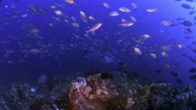 [Hoegh-Guldberg]
Look at Great Barrier Reef, - Chasing Coral