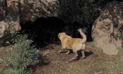 Hold 'em, boy! - Old Yeller