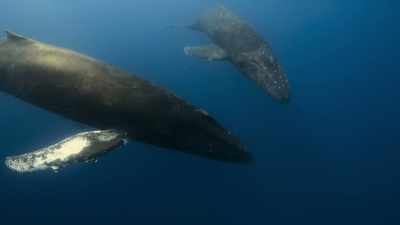 Holding their breath for up to 30 minutes... - The Secret Lives of Animals