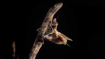 Holding his upper
body in her left claw, - Micro Monsters with David Attenborough