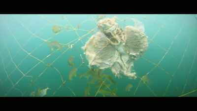 [Holly] Through our
findings, we found animals - Envoy: Shark Cull