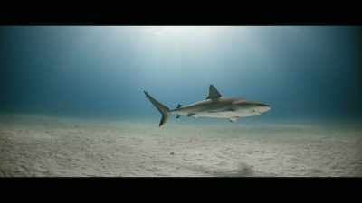 [Holly] We can't
just take one species - Envoy: Shark Cull