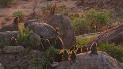 Home to a troop of
130 olive baboons. - The Secret Lives of Animals