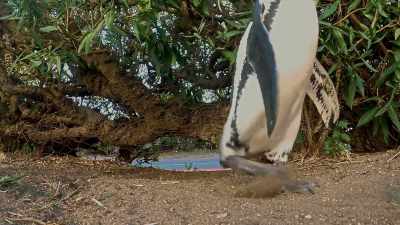 Home at last, - Penguin Town
