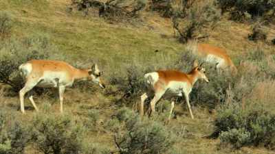 Home to the largest
concentration of wildlife - Our Great National Parks