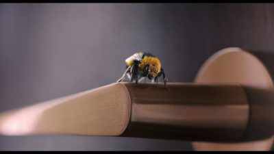 Homeless, hiveless, friendless. - Man Vs Bee