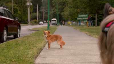 Homeroom. I think my human needs me. - The Healing Powers of Dude