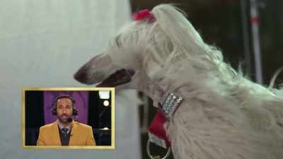Honest misunderstanding,
except this is a dog show. - 2022 American Rescue Dog Show