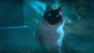 Honestly, it really hasn't been fun
since the candy part, - Scaredy Cats
