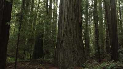 Honestly, would you ever go
into the woods with a stranger? - Murder Mountain