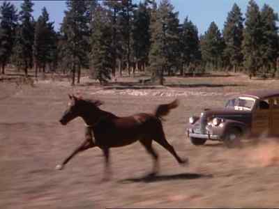 [Honk Honk] - My Friend Flicka