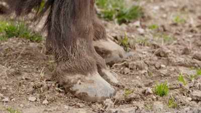 Hoof care is super-important - Secrets of the Zoo