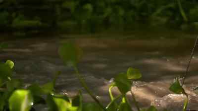 Hooked in the leg now. - Swamp People