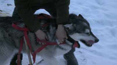 Hooking them massive dogs
up, they're freaking out, - Life Below Zero: Next Generation