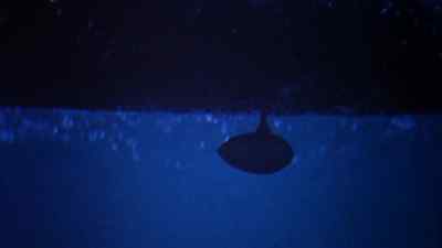 HOORAY, WE FINALLY
    MADE IT! - The Incredible Mr  Limpet