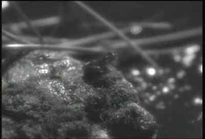 [HOOTING] - A Midsummer Night's Dream