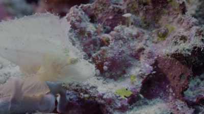 (Hooting) - Oceans: Our Blue Planet