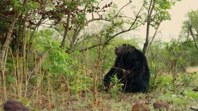 (HOOTING) - Dynasties