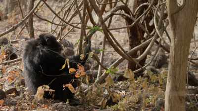 (HOOTING) - Dynasties