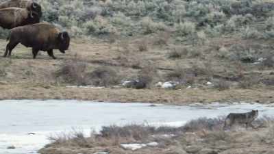 [hooves rumbling] - Epic Yellowstone