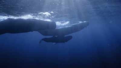 "Hope has survived
her first two crucial years." - Secrets of the Whales