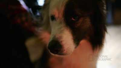 Hopefully, he doesn't find
you when I'm not around. - Life Below Zero: First Alaskans