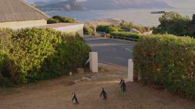 Hopefully, he made his point. - Penguin Town