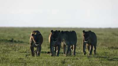 Hopefully, the weather will clear again
tomorrow, and we can get back down here, - Dynasties