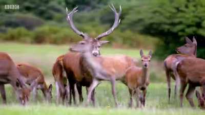 Hopefully, it won't be long
before he finds his mojo - Wales: Land of the Wild