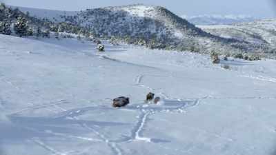 Hoping to avoid that fate, - Yellowstone: One-Fifty