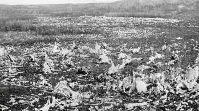 Hornaday was soon crossing
the rugged landscape - The American Buffalo
