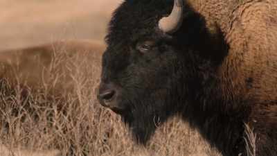 Hornaday's idea was that
if we're going to conserve - The American Buffalo