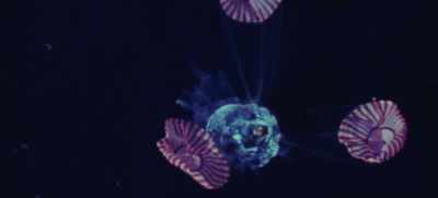 Hornet copies. - Apollo 11