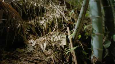 Hornets cover 60 miles a day - Super/Natural