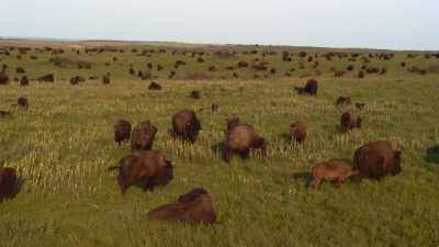 Horse Capture, Jr.:
Seeing them coming back, - The American Buffalo