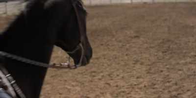 [horse neighs] - Walk  Ride  Rodeo