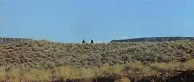 [horse neighs] - The Appaloosa