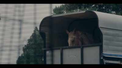 [HORSE NEIGHS, WHINNIES] - Mystic