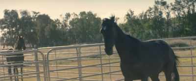 [horse nickers] - Black Beauty