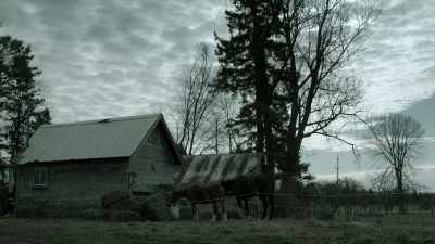 [horse nickers] - Eyewitness