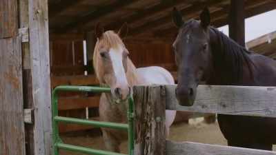 [horse snorts] - Mistletoe in Montana