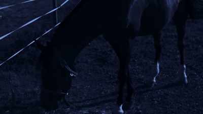[horse snorts] - When Missing Turns to Murder