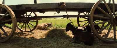 (HORSE WHICKERING) - The Magnificent Seven