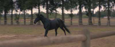 [horse whinnies] - Black Beauty