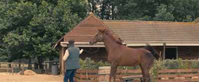 [horse whinnies] - Black Beauty